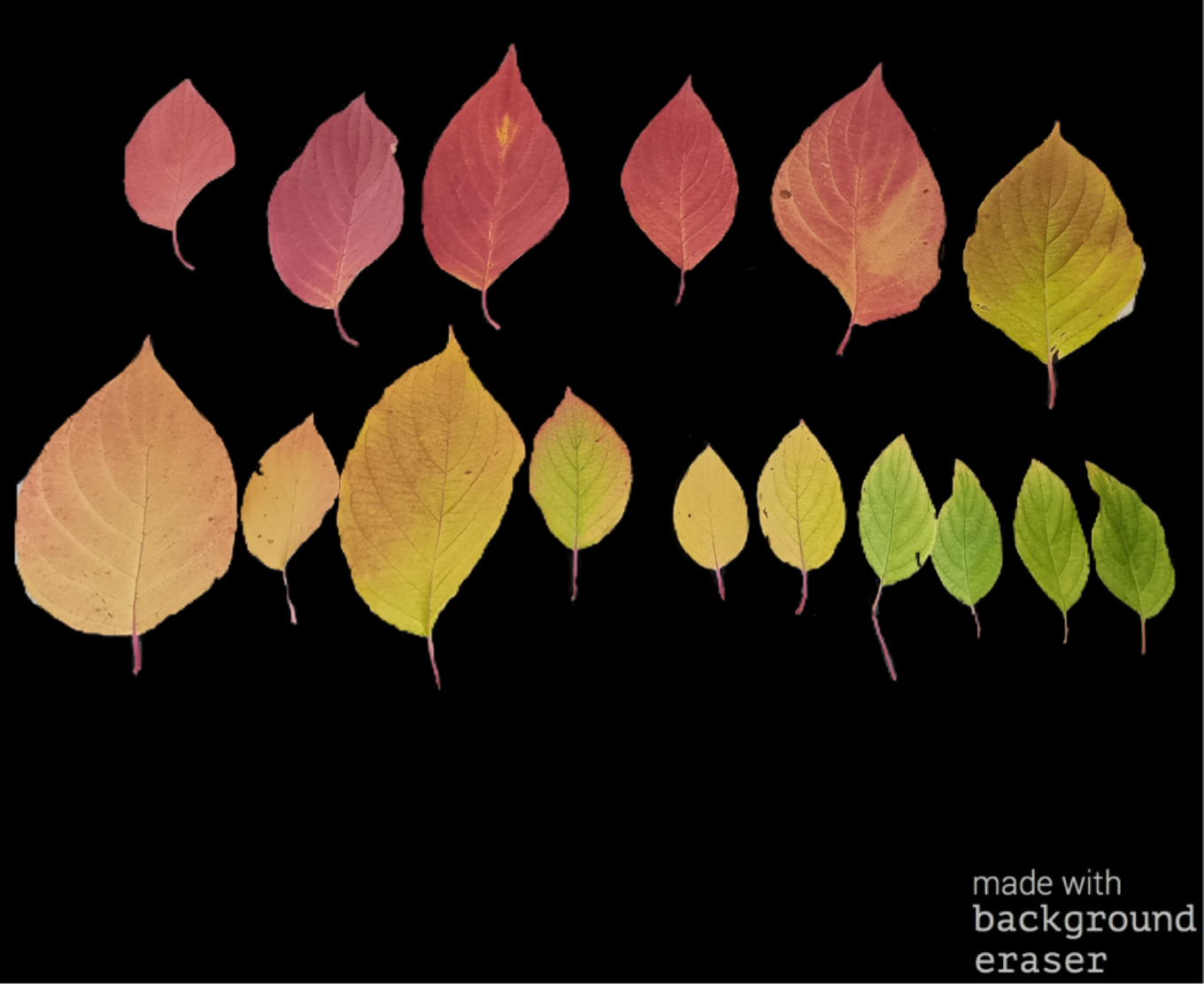Vorschaubild für den Beitrag Herbstliche Blattseneszenz unter der "Lupe"